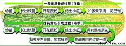 记者揭秘顶花黄瓜种植:生长剂含避孕药(图)