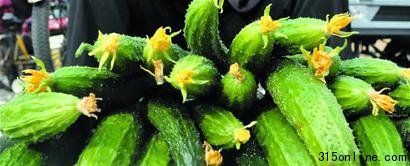 记者揭秘顶花黄瓜种植:生长剂含避孕药(图)