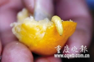 重庆市场发现蛆虫柑橘多产自广西(图)