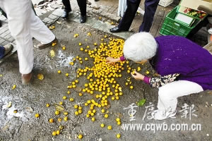 重庆市场发现蛆虫柑橘多产自广西(图)