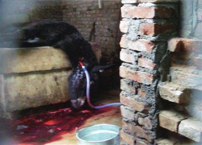 北京注水驴肉流入市场 100斤驴肉注20斤水(图)