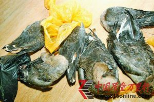 ������Ĳ���걻�鷷��Ұζ �������ǧһֻ