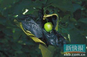 ��̨�츻ʿ������ҩ������ ����ũҩ��������