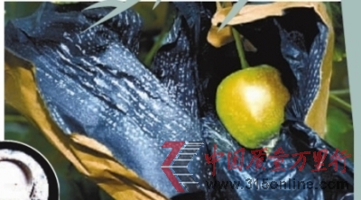 ������ũ��ƻ���׵�ҩ����մ����ũҩ����(Сͼ)�İ�ɫҩĩ��