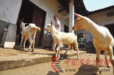 7��29�����磬��ɳ�ػƻ���Τ�����5ֻ�������±������ �ﳬ ��