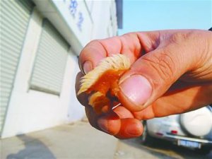 �������سԵ���˹ţ���ҧ�����ţë��ͼ��